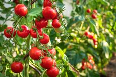 Berapa Jumlah Sinar Matahari yang Dibutuhkan Tanaman Tomat?