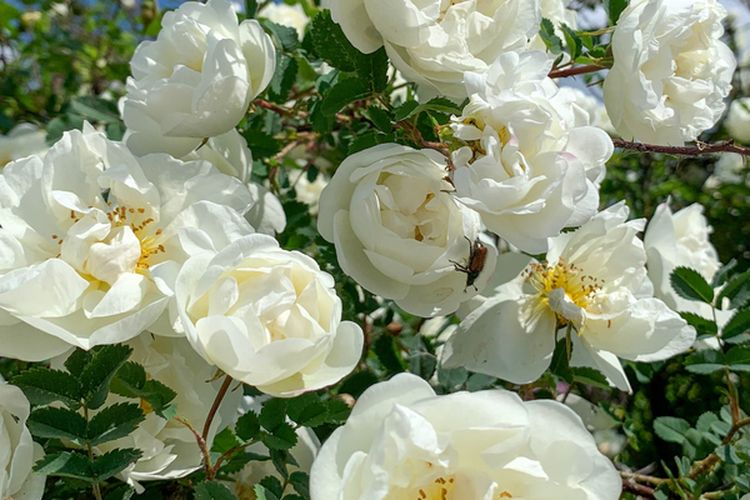 Ilustrasi bunga mawar putih.