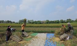 Berkat Dukungan Kementan, Panen Padi Gadu di Lampung Timur Menguntungkan Petani