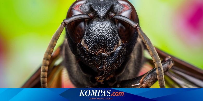 Siswa Sd Di Garut Meninggal Ini Cara Menghindari Serangan Tawon Ndas Halaman All Kompas Com Siswa Sd Di Garut Meninggal Ini Cara Menghindari Serangan Tawon Ndas Halaman All Kompas Com