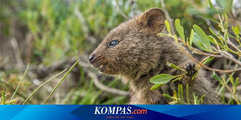 Pulau Rottnest, Rumah Bagi Quokka Si Hewan Kecil yang Bahagia