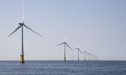 Ancaman Energi Bersih: Kabel Turbin Angin Lepas Pantai Ganggu Hiu dan Ikan Pari