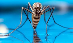 Limbah Jagung dan Daun Pepaya Diolah Jadi Penangkal Nyamuk Malaria