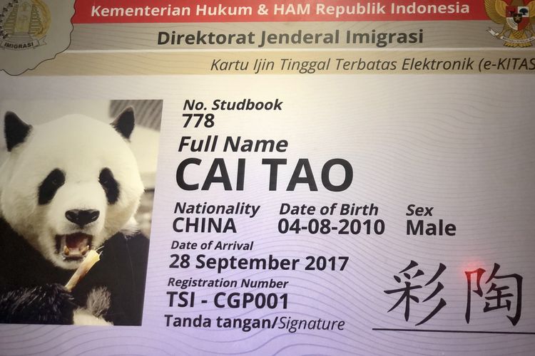 Panda raksasa bernama Cai Tao, di Taman Safari Indonesia, Cisarua, Bogor