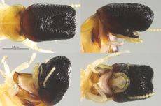 Akses ke Sibolga Masih Putus, Bantuan Difokuskan Lewat Udara dan Laut