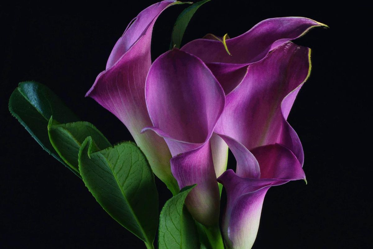 Ilustrasi bunga lily calla. 