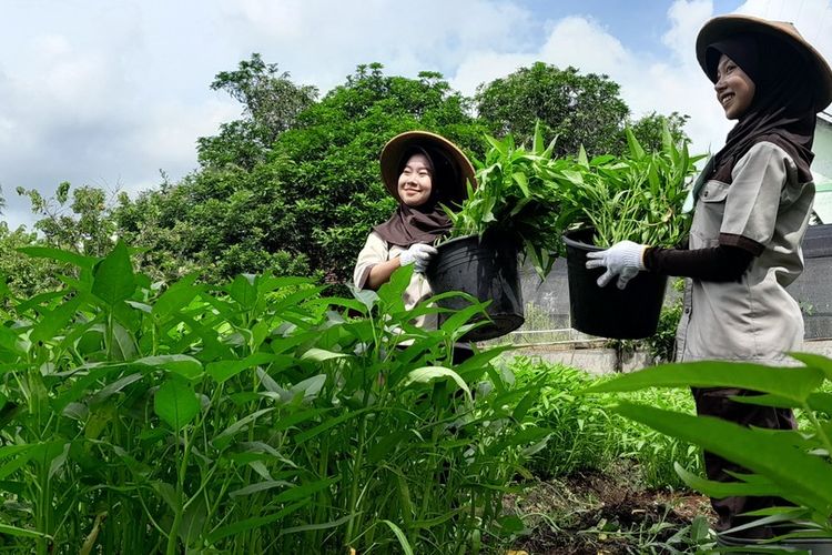 Tanaman Terpanggang Cuaca Ekstrem? 5 Cara Ampuh Selamatkan dari Kematian!