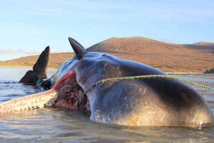 Seekor paus ditemukan mati dengan perut berisi sampah 100 kilogram di pantai Skotlandia