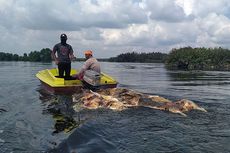 Gara-gara Bangkai Babi Dibuang di Sungai, Penjualan Ikan di Medan Anjlok