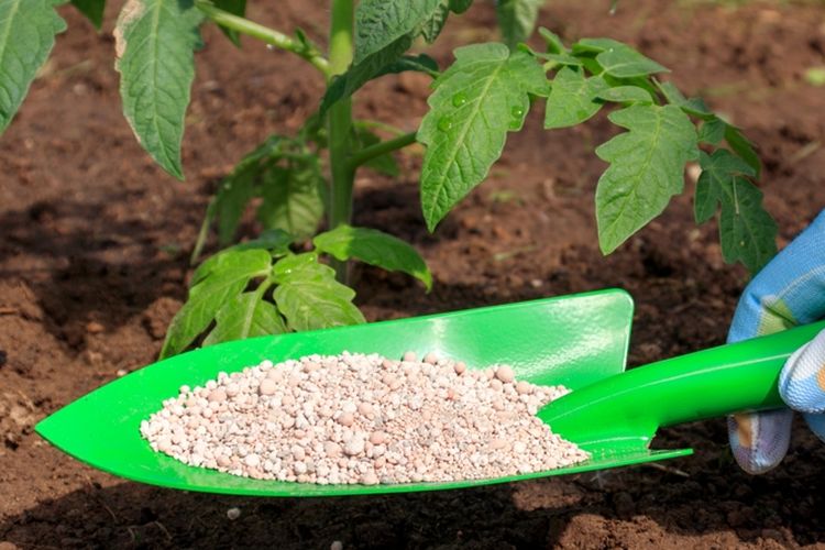 Ilustrasi pemberian pupuk ke tanah