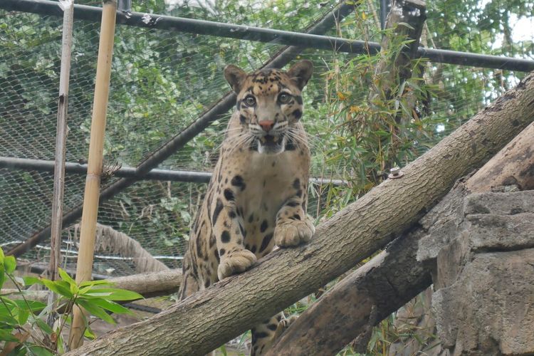 Macan dahan asia dan sunda yang menjadi koleksi Batu Secret Zoo (Jawa Timur Park Group).