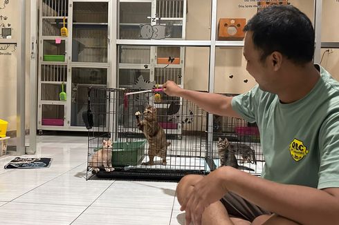 Cerita Harie, Pemilik Tempat Penitipan Kucing di Pontianak Kebanjiran Order Jelang Libur Nataru