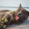 Mengapa Kucing Suka Catnip?