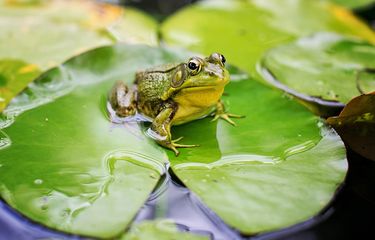 Katak adalah hewan amfibi yang termasuk jenis anura