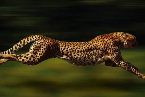 Benarkah Tubuh Cheetah Kepanasan jika Berlari Kencang?