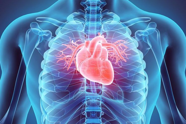 Ilustrasi jantung. Dalam sistem peredaran darah terjadi dua proses yaitu mengalir dari jantung ke paru-paru dan sebaliknya. 