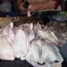 Bakteri Kebal Antibiotik Ditemukan pada Daging Ayam, Ini Respons Peternak