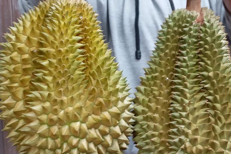 Durian Cumasi atau durian Tai Babi dijajakan pedagang di Pangkal Pinang, Selasa (10/12/2019).