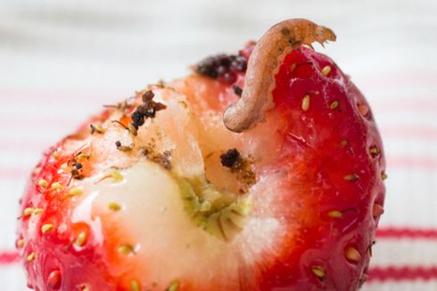 7 Hama Tanaman Strawberry yang Merusak Tanaman