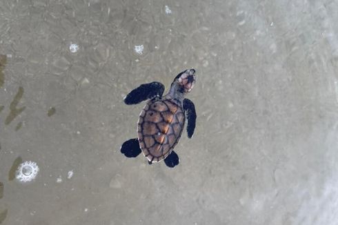 Ratusan Anak Penyu Sisik Dilepasliarkan di Karimunjawa