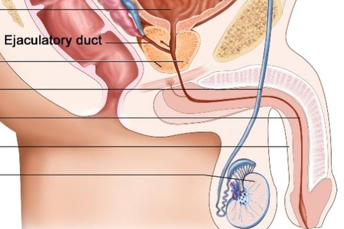 Ilustrasi anatomi organ reproduksi pria