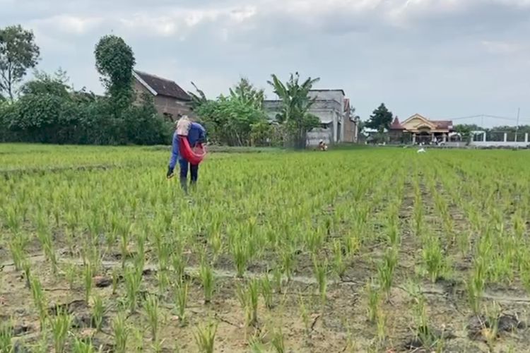 Bulog Ponorogo Serap Gabah Petani Magetan, Pastikan Kualitas Panen