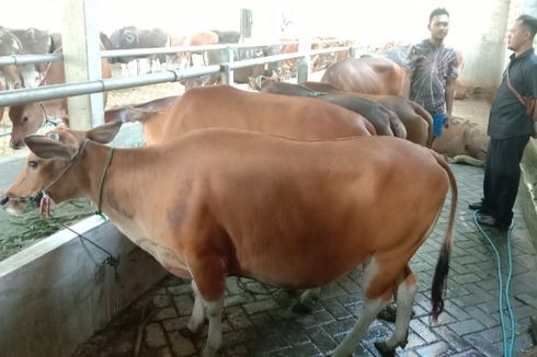 Aturan Bungkus Daging Kurban di Banyuwangi, Tak Boleh Pakai Plastik