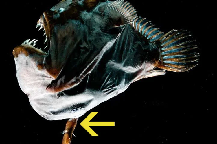 Anglerfish jantan terlihat menempel pada tubuh betina yang berukuran jauh lebih besar.