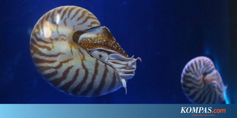 6 Hewan Laut Unik Nan Langka Di Jakarta Aquarium Halaman All