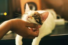Mitos Bulu Kucing Sebabkan Kemandulan, Benarkah? Ini Penjelasan Dokter