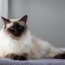 6 Fakta Menarik Ras Kucing Balinese, Benarkah Berasal dari Bali?