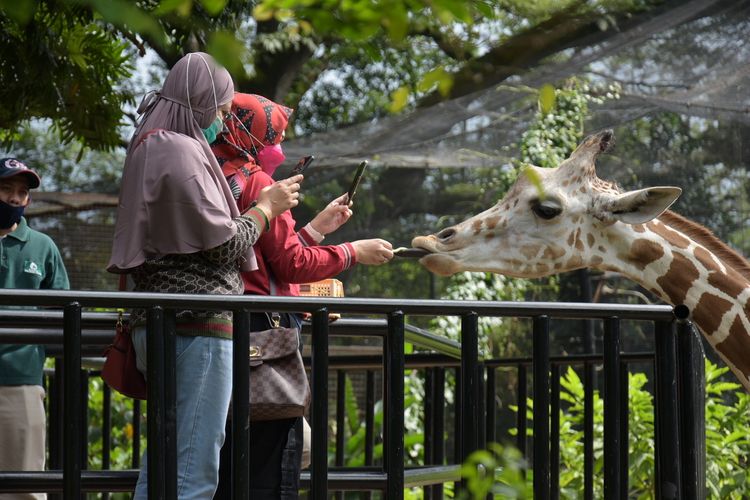 Pengunjung tengah memberikan makan kepada para seekor jerapah di Bandung Zoo.