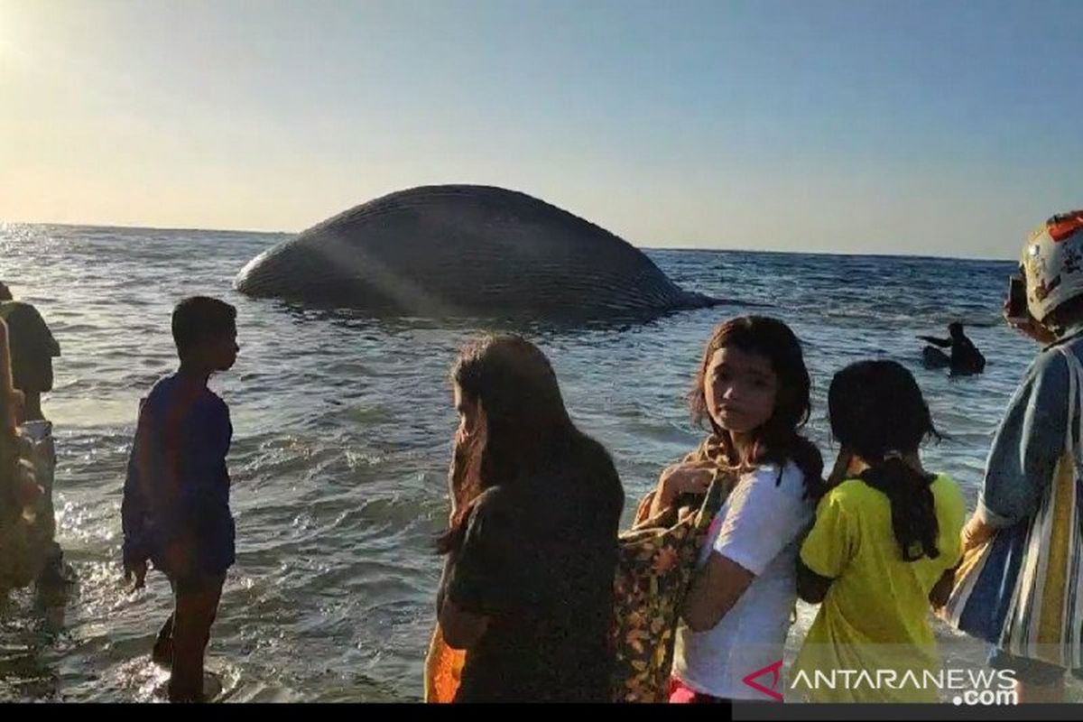 Warga menyaksikan paus biru yang terdampar dan mati di pesisir pantai Kota Kupang, Selasa (21/7) kemarin. (Antara/Ho)
