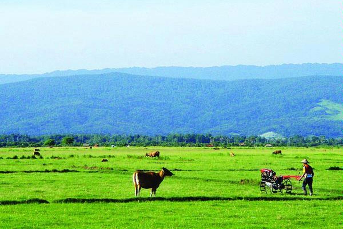 Petani di Kecamatan Lantari Jaya, Kabupaten Bombana, Sulawesi Tenggara, kembali menanami lahan mereka yang menganggur selama dua musim akibat tidak mendapat pasokan air, Jumat (12/2). Akibat penambangan emas masif di daerah hulu sejak tahun 2008, para petani menjadi korban karena kehilangan sumber air.