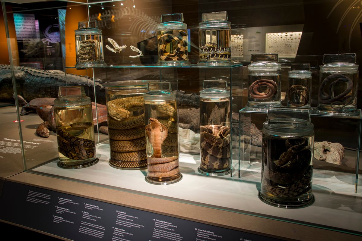 Ilustrasi pengawetan spesimen di alkohol.Berbagai jenis spesimen ular disimpan dalam toples kaca di Museum Sejarah Alam Lee Kong Chian, Singapura dari Koleksi Sejarah Alam Raffles. 