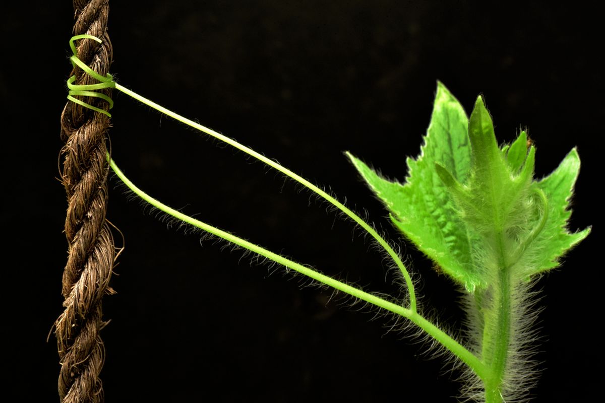 Cabang berbulu dari tanaman labu memanjat ke tali sabut dengan sulur 