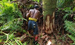 Maluku Punya Lahan Sagu 36.462 Hektare, Bisa Dukung ketahanan Pangan