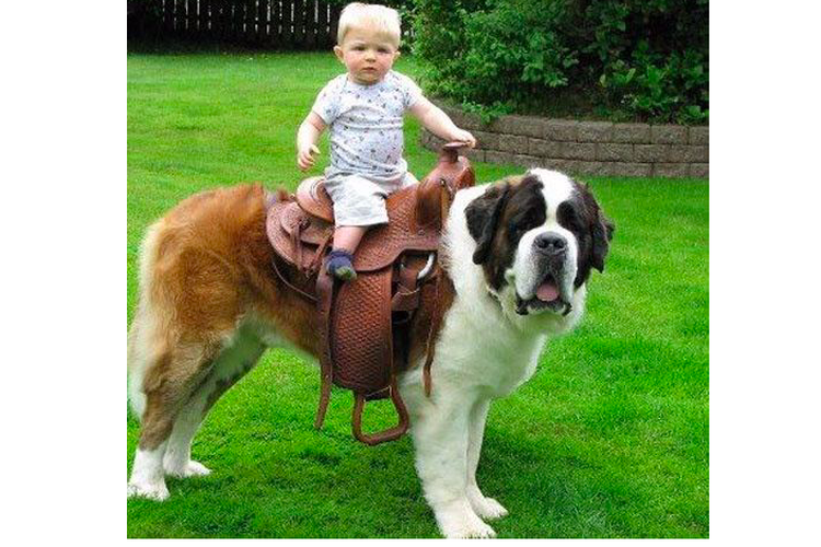 Anjing St. Bernard