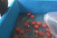 20.650 Benih Lobster Hasil Sitaan Ditebar di Gianyar