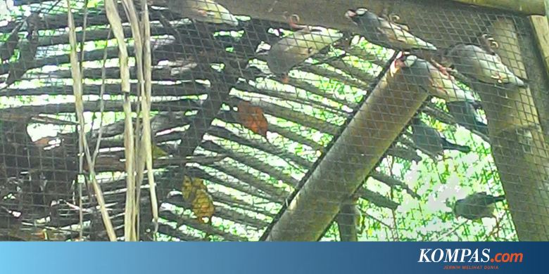 Desa Jatimulyo Berkembang Jadi Ekowisata Pengamatan Burung Halaman