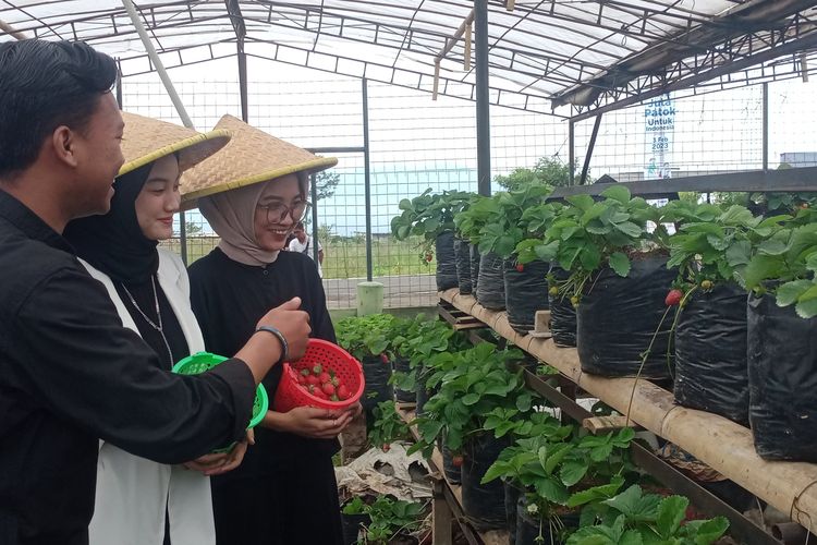 Pengunjung saat berada di Wisata Petik dan Edukasi Lumbung Strawberry di Desa Pandanrejo, Kota Batu, Jawa Timur.