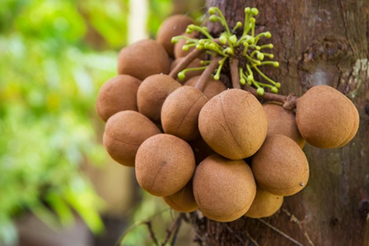 Buah kepel yang merupakan buah langka