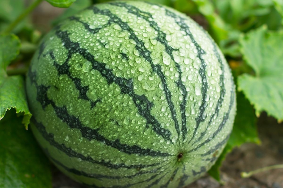 Ilustrasi semangka, menanam semangka.