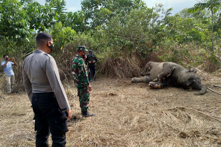 Polisi melihat bangkai gajah di Desa Seumanah Jaya, Kecamatan Ranto Peureulak, Kabupaten Aceh Timur, Rabu (15/4/2020) sore.