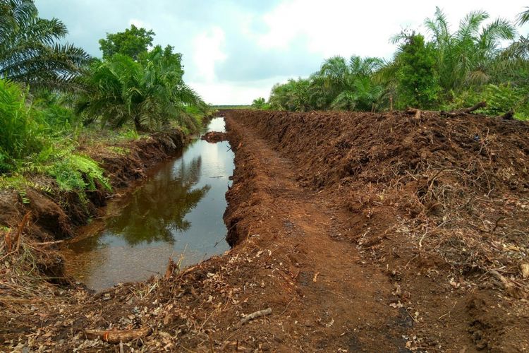 Ilustrasi lahan gambut