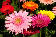 6 Arti Bunga Gerbera Daisy Berdasarkan Warnanya
