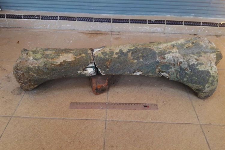 Fosil kaki gajah bagian depan yang ditemukan oleh Slamet (50) warga Desa Tempuran yang sedang mencari pasir. Fosil tersebut saat ini disimpan di rumah kepala dusun, menungu peneliti dari Museum Sangiran.