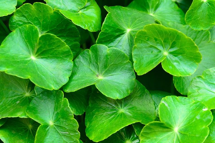 Ilustrasi tanaman pegagan (Centella asiatica).