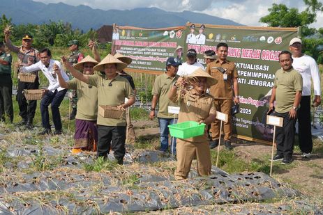 Bawang Merah Organik Potensial di Jembrana, Kembang Hartawan: Ke Depan Kita Kembangkan