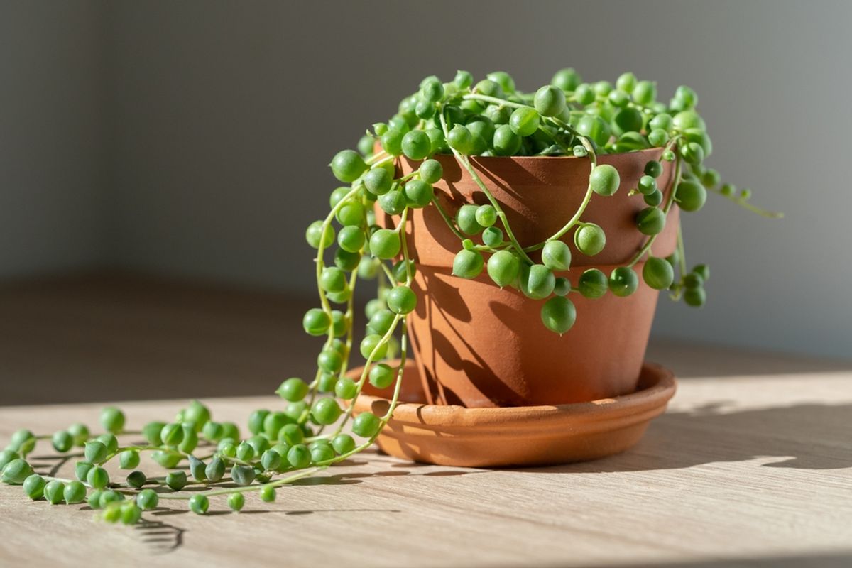 Ilustrasi tanaman string of pearls.